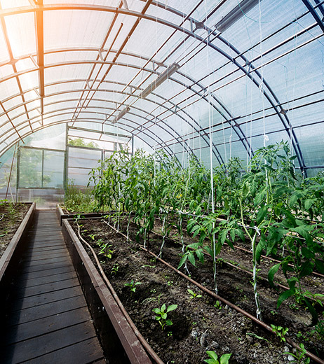 Modern Agricultural Planting Industry