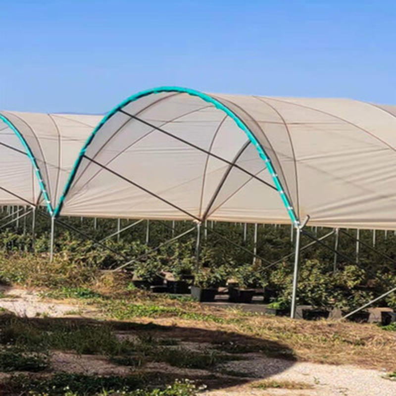 Blueberry Rain Shelter